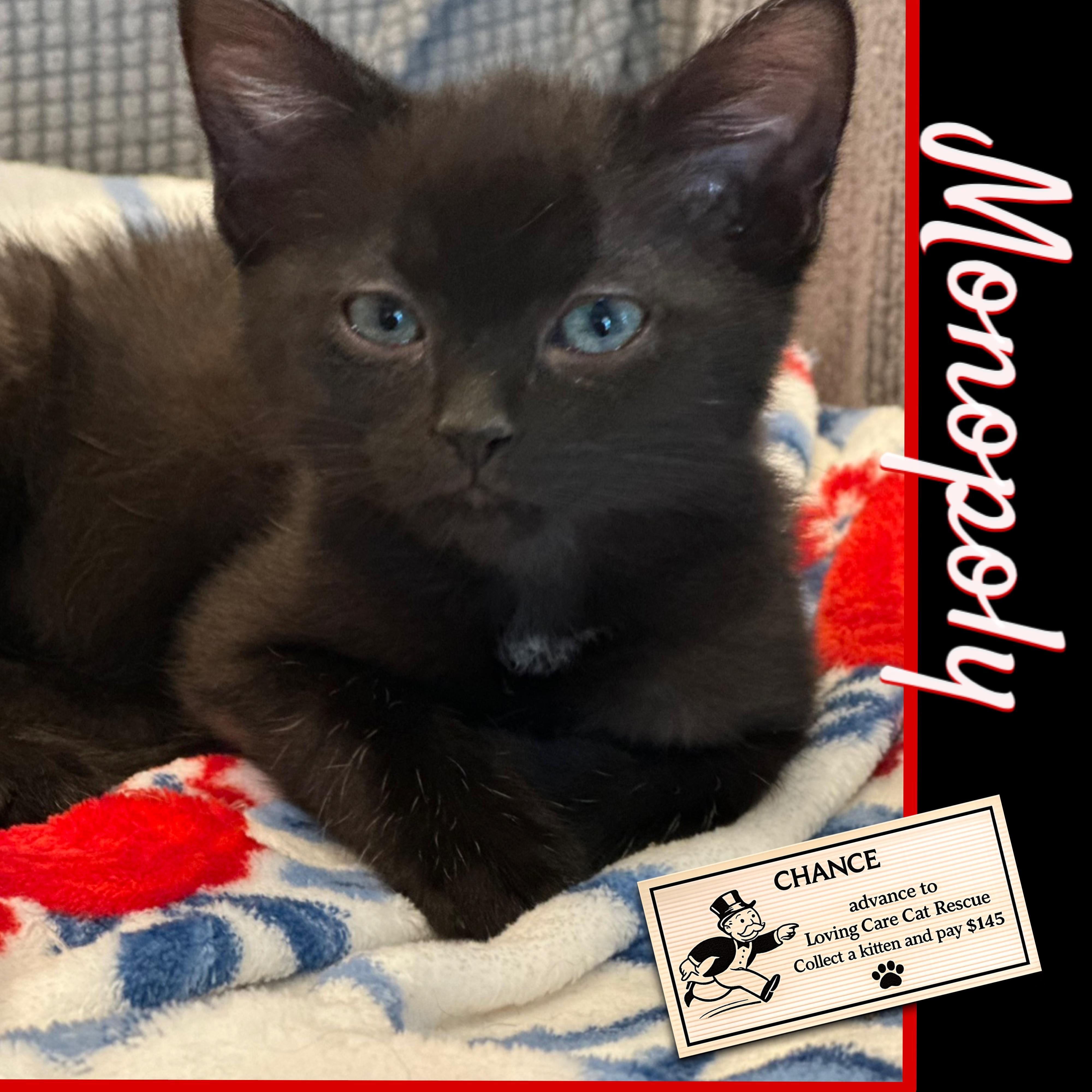 Monopoly (sooo sweet, gentle-natured, laid-back), an adopted Domestic Short Hair in Lemoyne, PA image 1/2