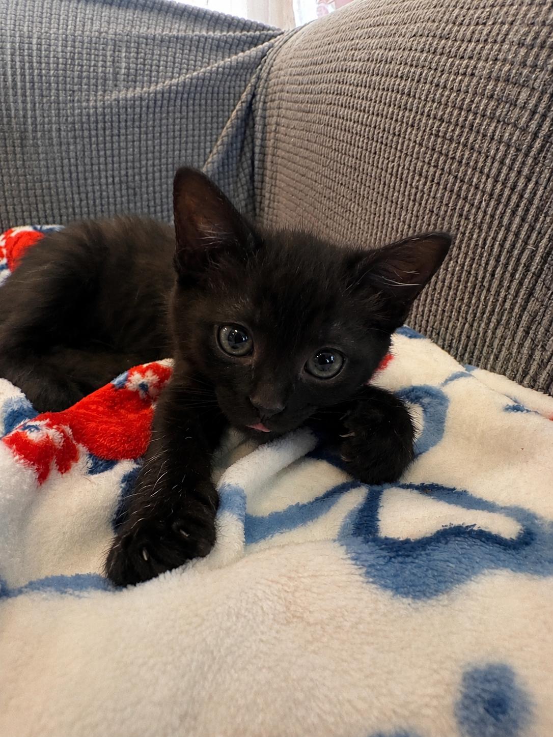 Monopoly (sooo sweet, gentle-natured, laid-back), an adopted Domestic Short Hair in Lemoyne, PA image 2/2
