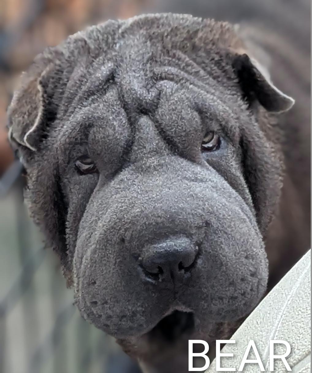 Bear, ADOPTABLE, Adult Male Shar-Pei.