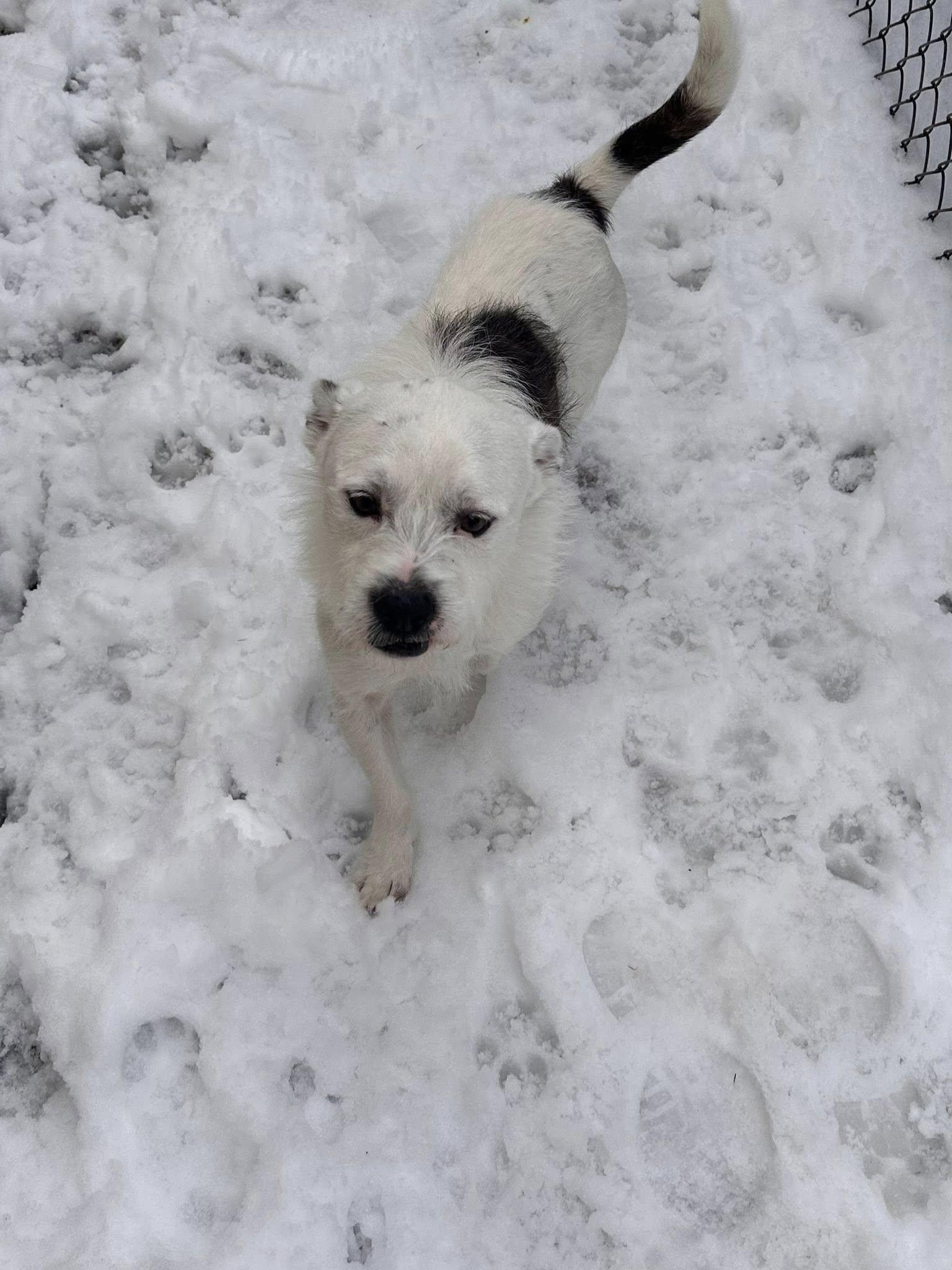 Enlarge Gizmo, a ADOPTABLE mixed breed in Kalkaska, MI image 1/1