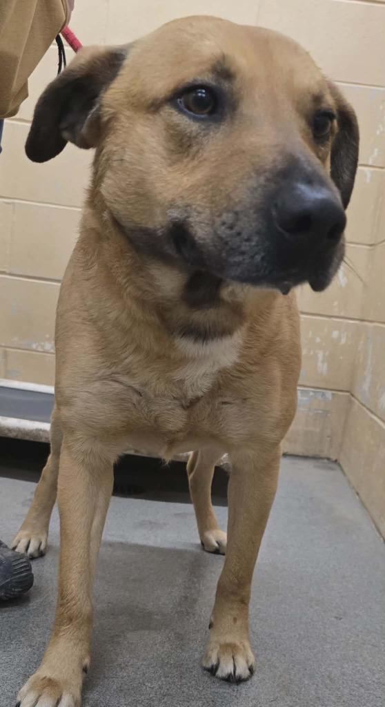 Enlarge Maui, a Adoptable mixed breed in Hillsdale, IN image 1/1