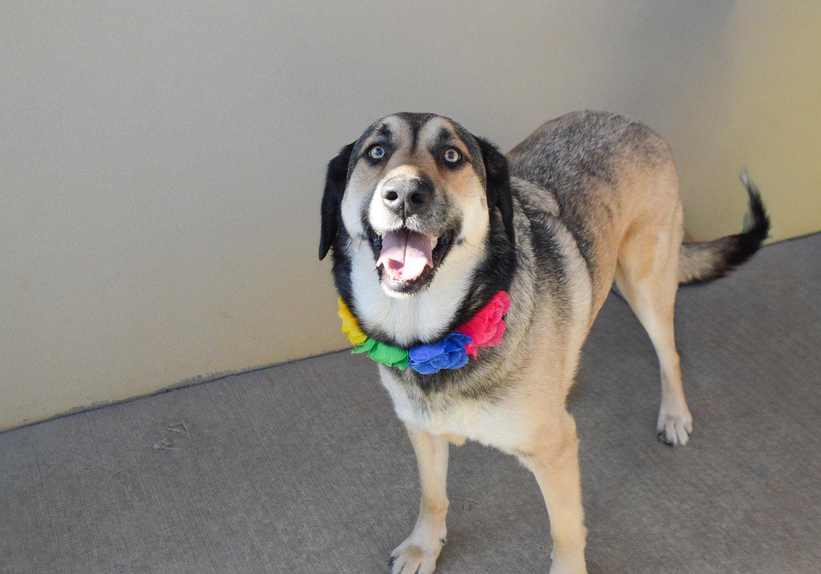 Susu, Adoptable, Young Female Shepherd.