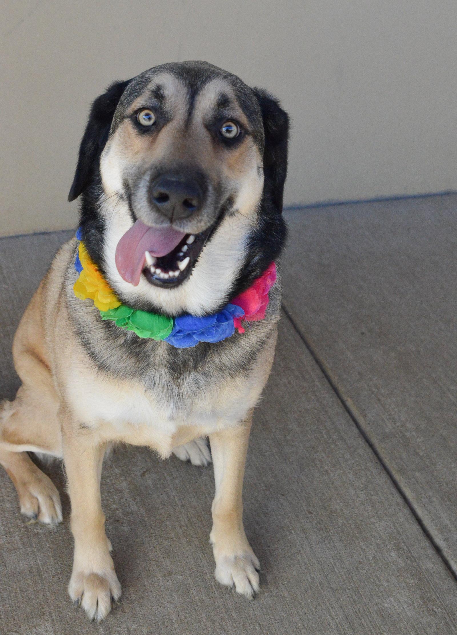 Enlarge Susu, a Adoptable Shepherd in McKinney, TX image 2/3