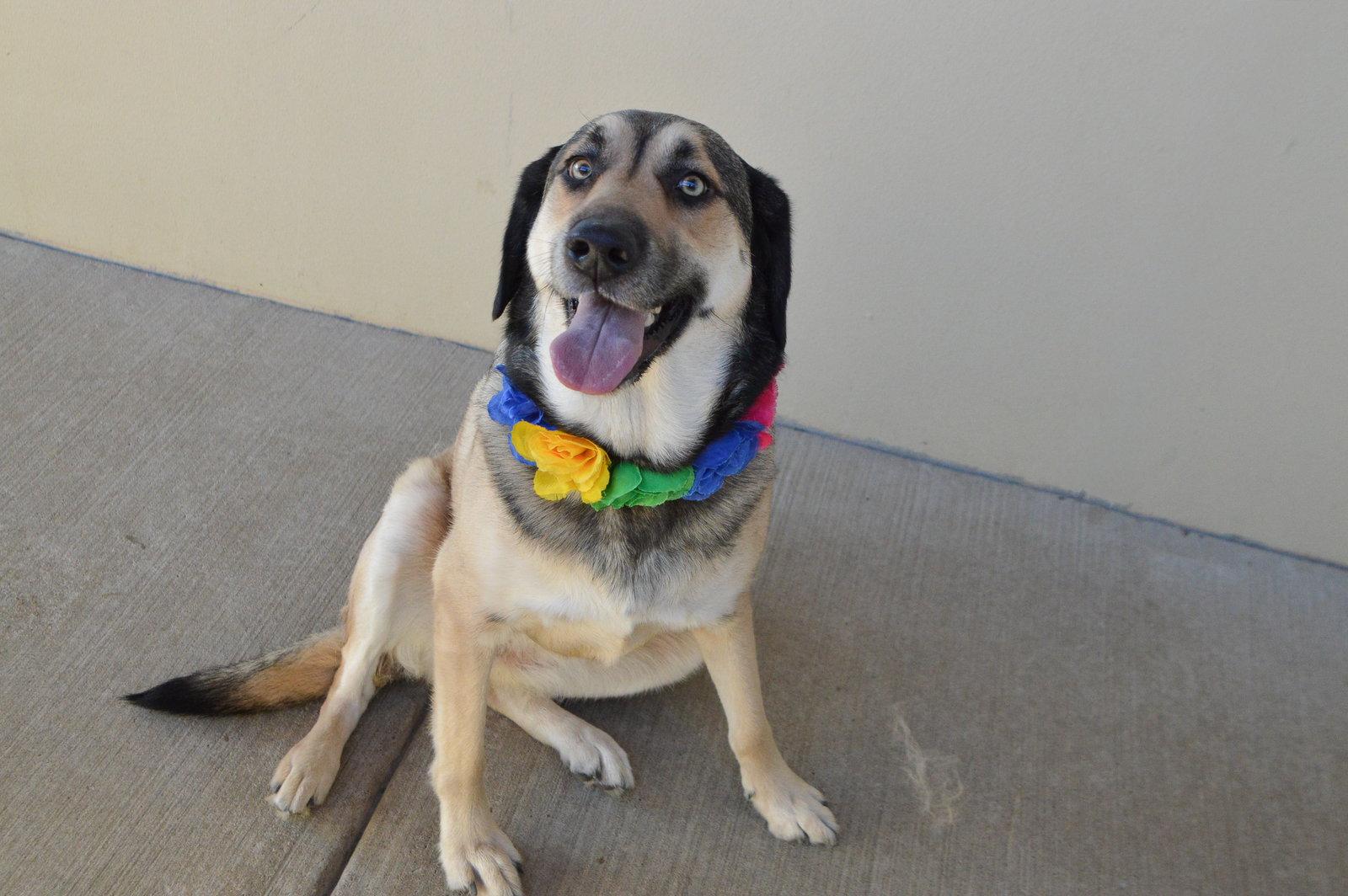 Enlarge Susu, a Adoptable Shepherd in McKinney, TX image 3/3