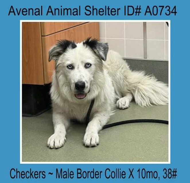 Checkers, Adopted, Young Male Border Collie.