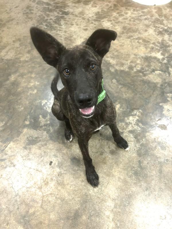 Enlarge Hatfield, a Adoptable mixed breed in Osage Beach, MO image 1/2