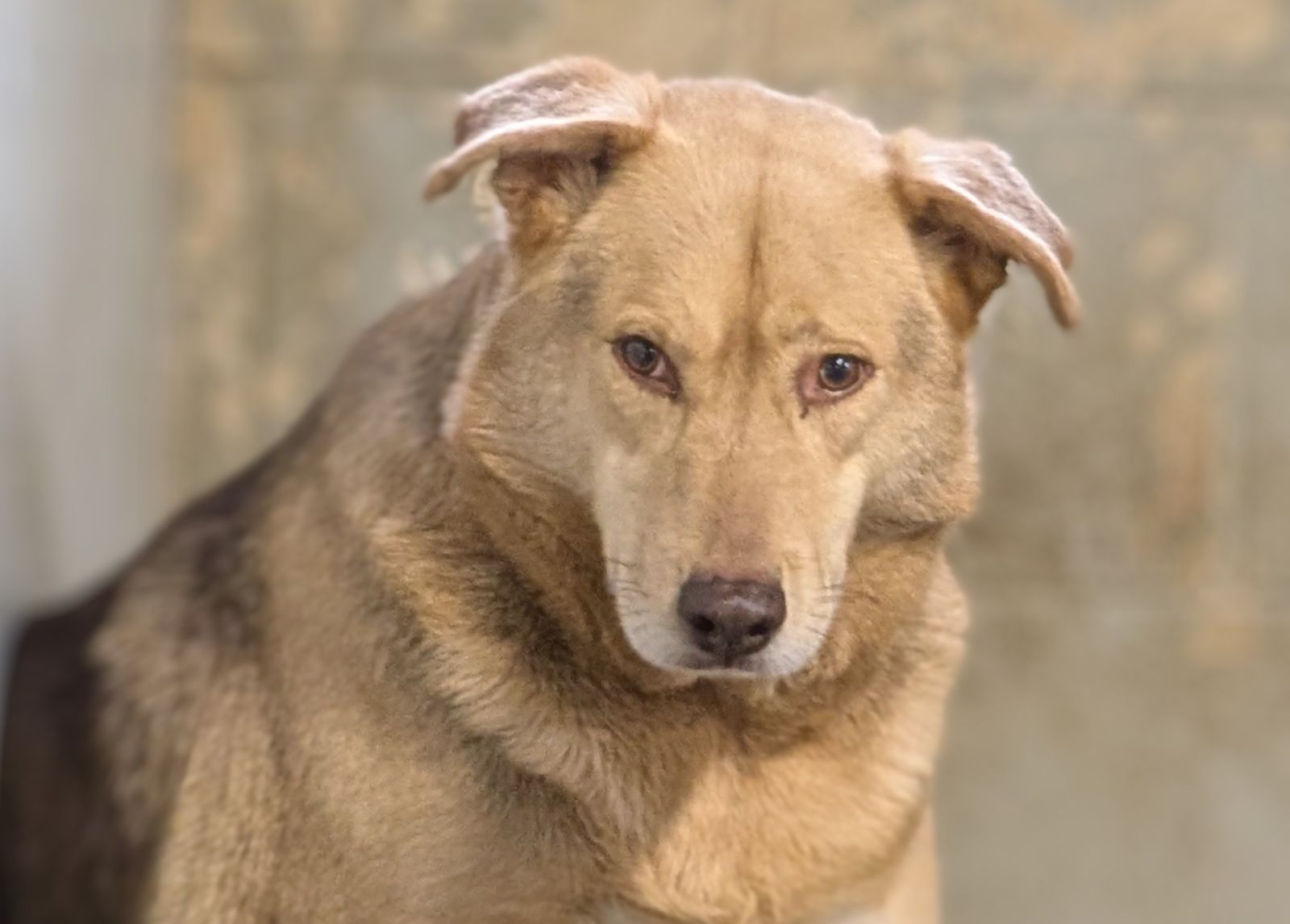 Vito and Mario, a Adoptable mixed breed in Barrington Hills, IL image 3/4