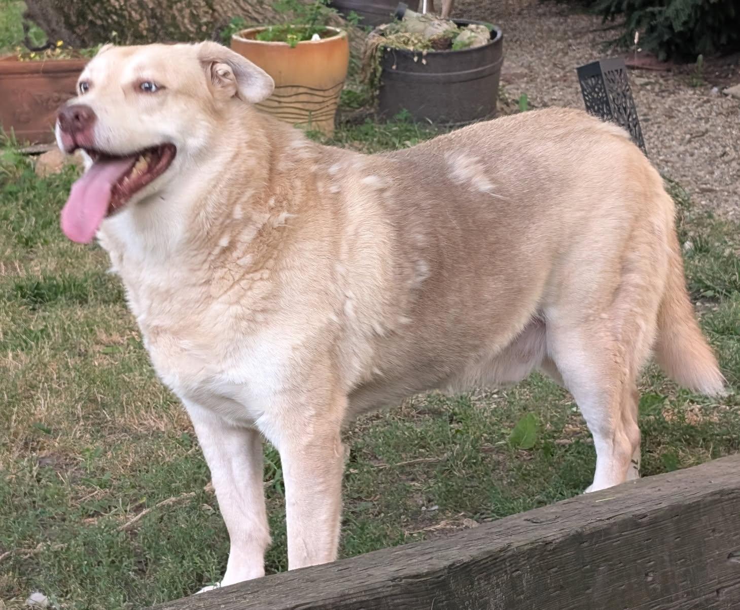 Vito and Mario, a Adoptable mixed breed in Barrington Hills, IL image 3/5