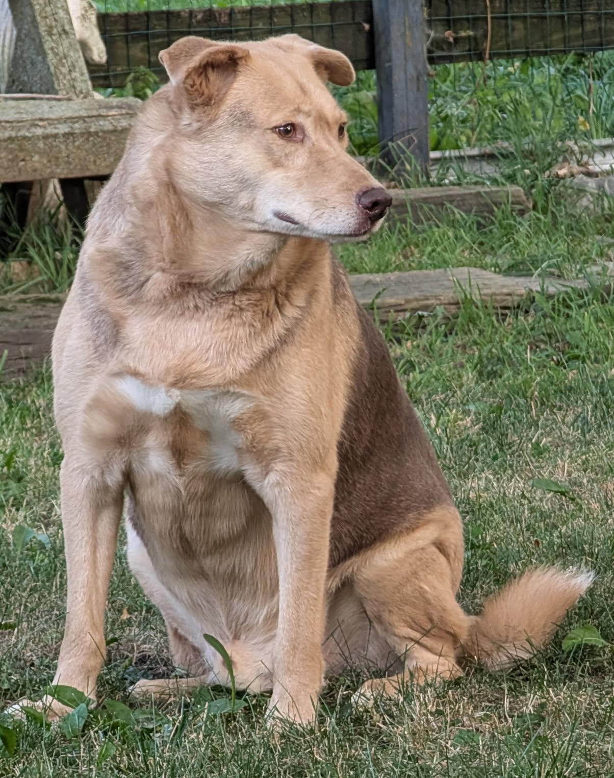 Vito and Mario, a Adoptable mixed breed in Barrington Hills, IL image 5/5