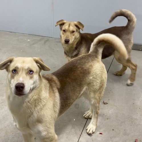 Vito and Mario, Adoptable, Adult Male Husky & German Shepherd Dog.