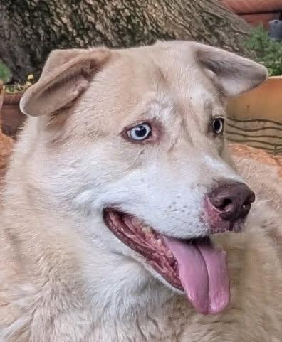 Vito and Mario, a Adoptable mixed breed in Barrington Hills, IL image 2/5