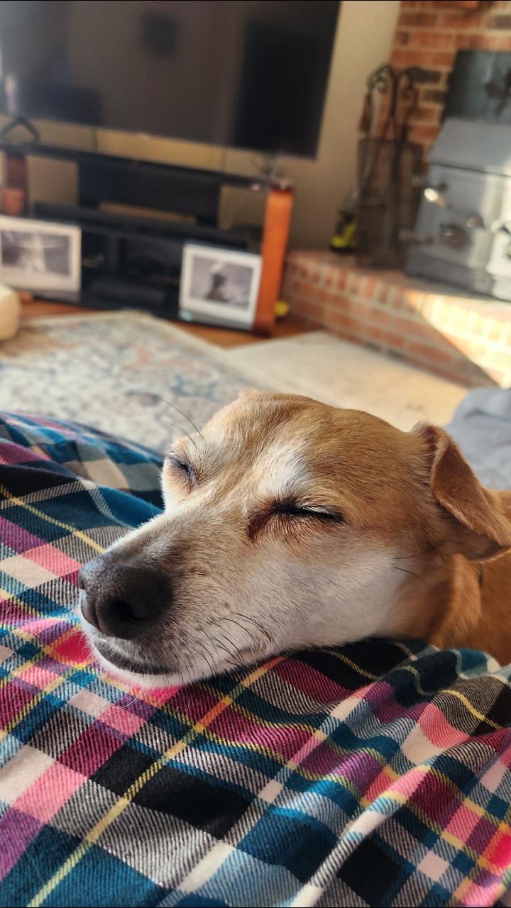 Enlarge Giles, an adopted Chiweenie in Columbus, OH image 3/6