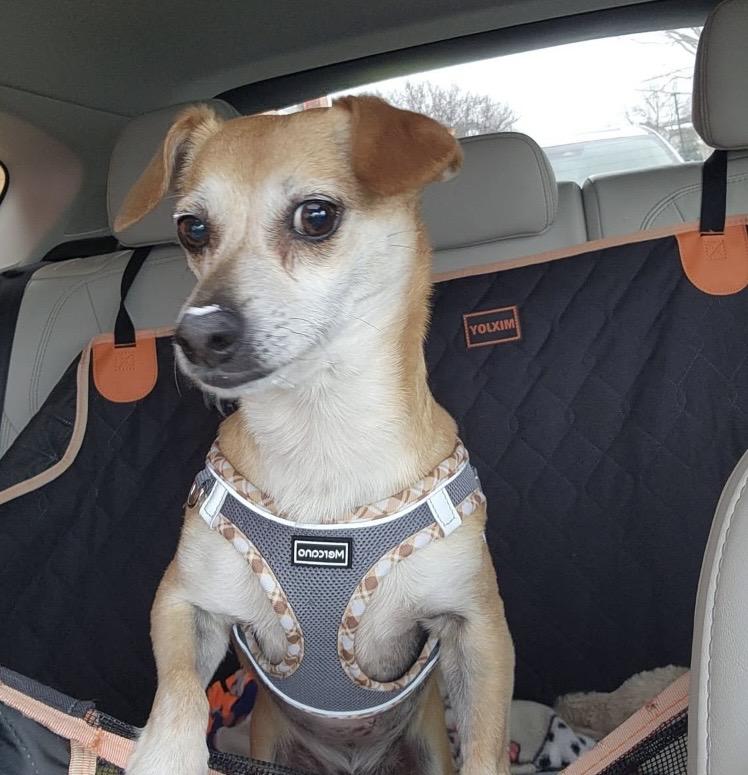 Enlarge Giles, an adopted Chiweenie in Columbus, OH image 1/6