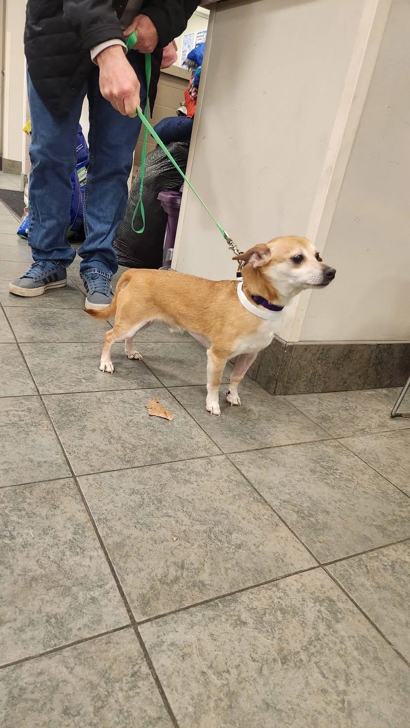 Enlarge Giles, an adopted Chiweenie in Columbus, OH image 2/6