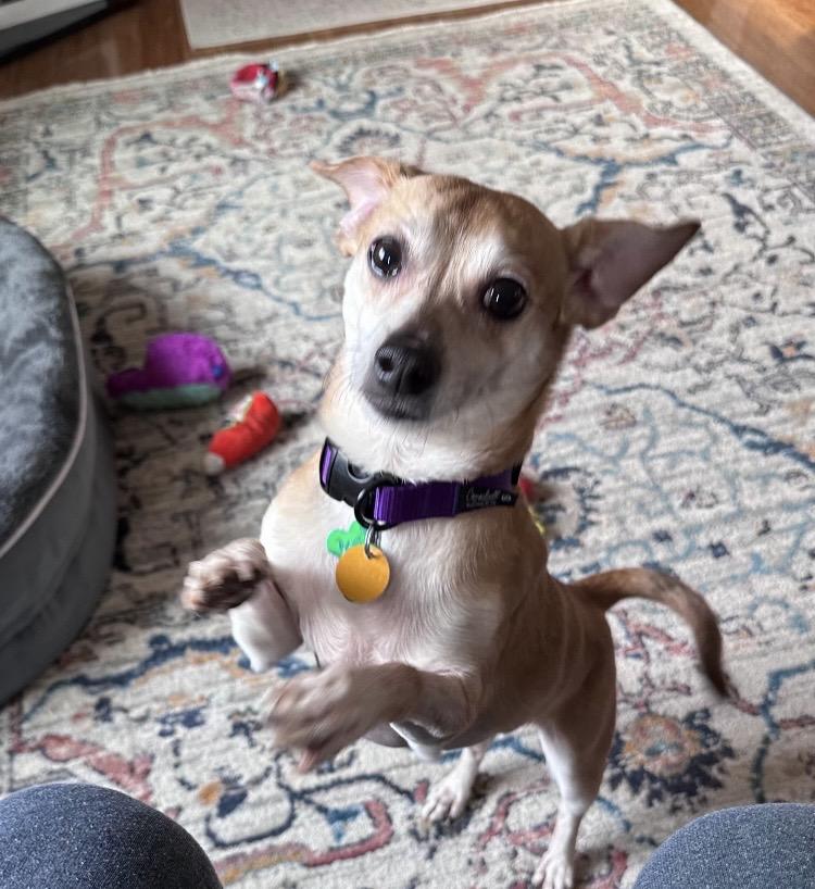 Enlarge Giles, an adopted Chiweenie in Columbus, OH image 5/6