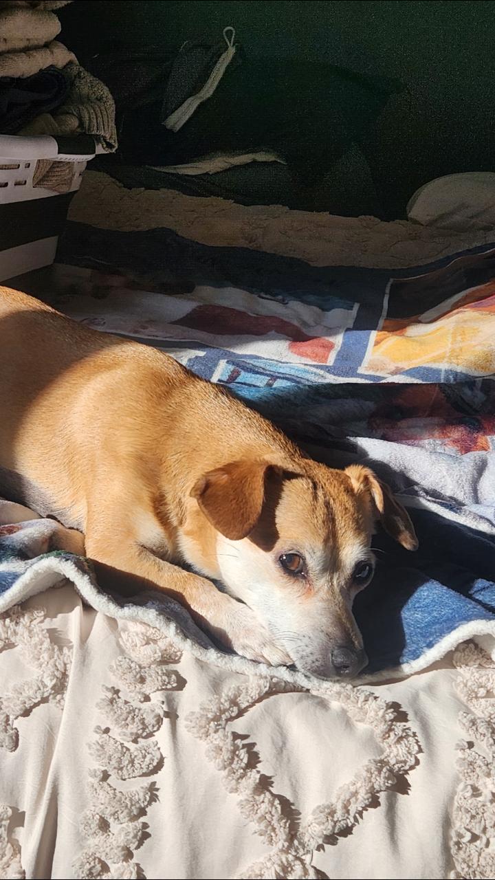 Enlarge Giles, an adopted Chiweenie in Columbus, OH image 6/6