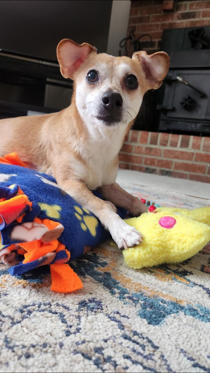 Enlarge Giles, an adopted Chiweenie in Columbus, OH image 4/6