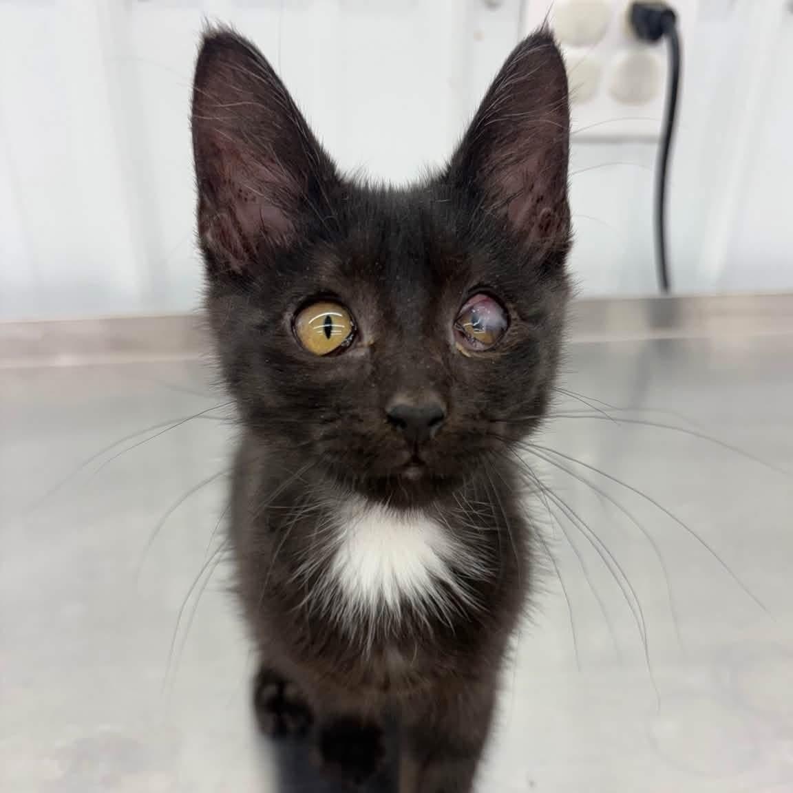 Iris, adopted, Kitten Female Domestic Short Hair.