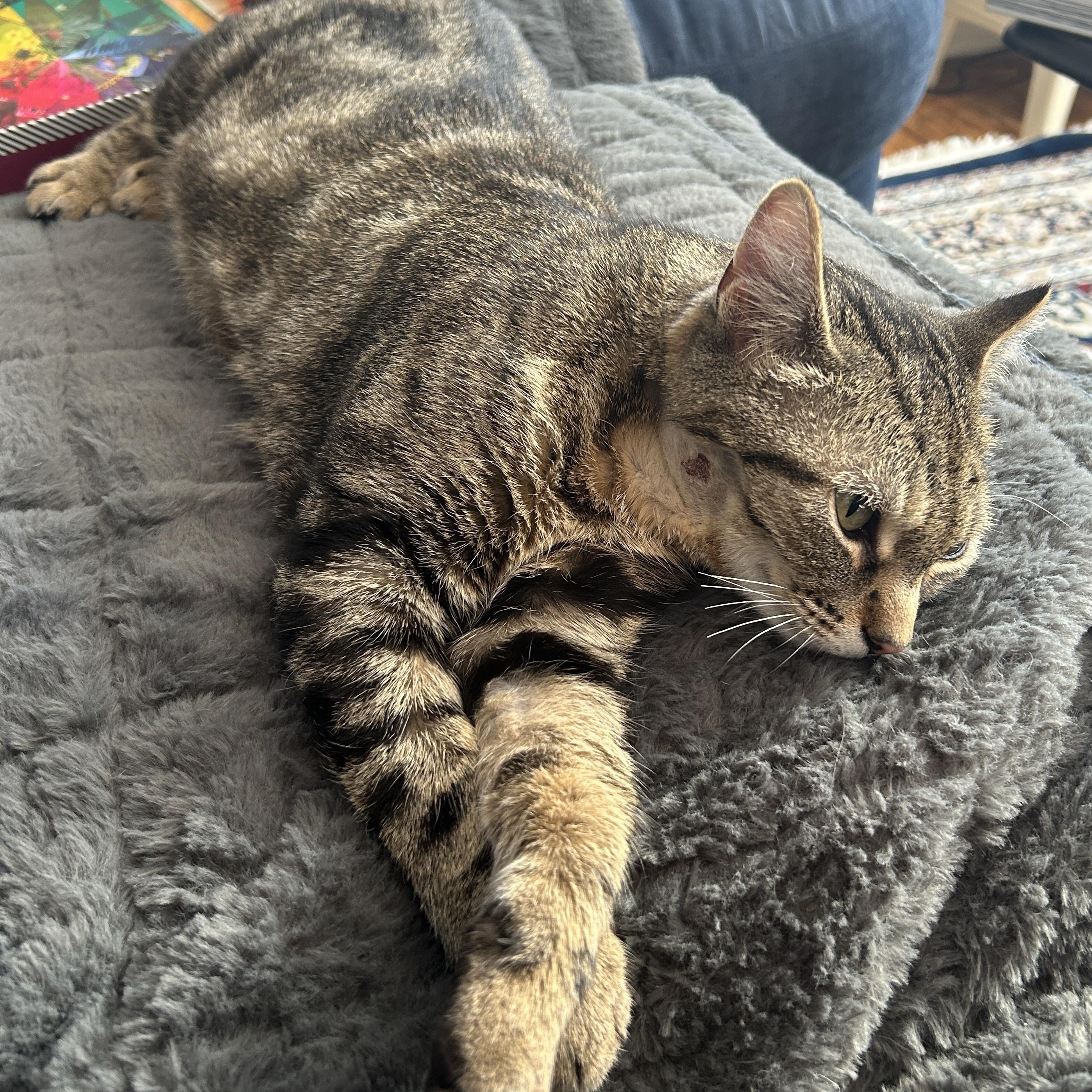 Enlarge Moggie, an adopted Domestic Short Hair in Fair Haven, VT image 4/4
