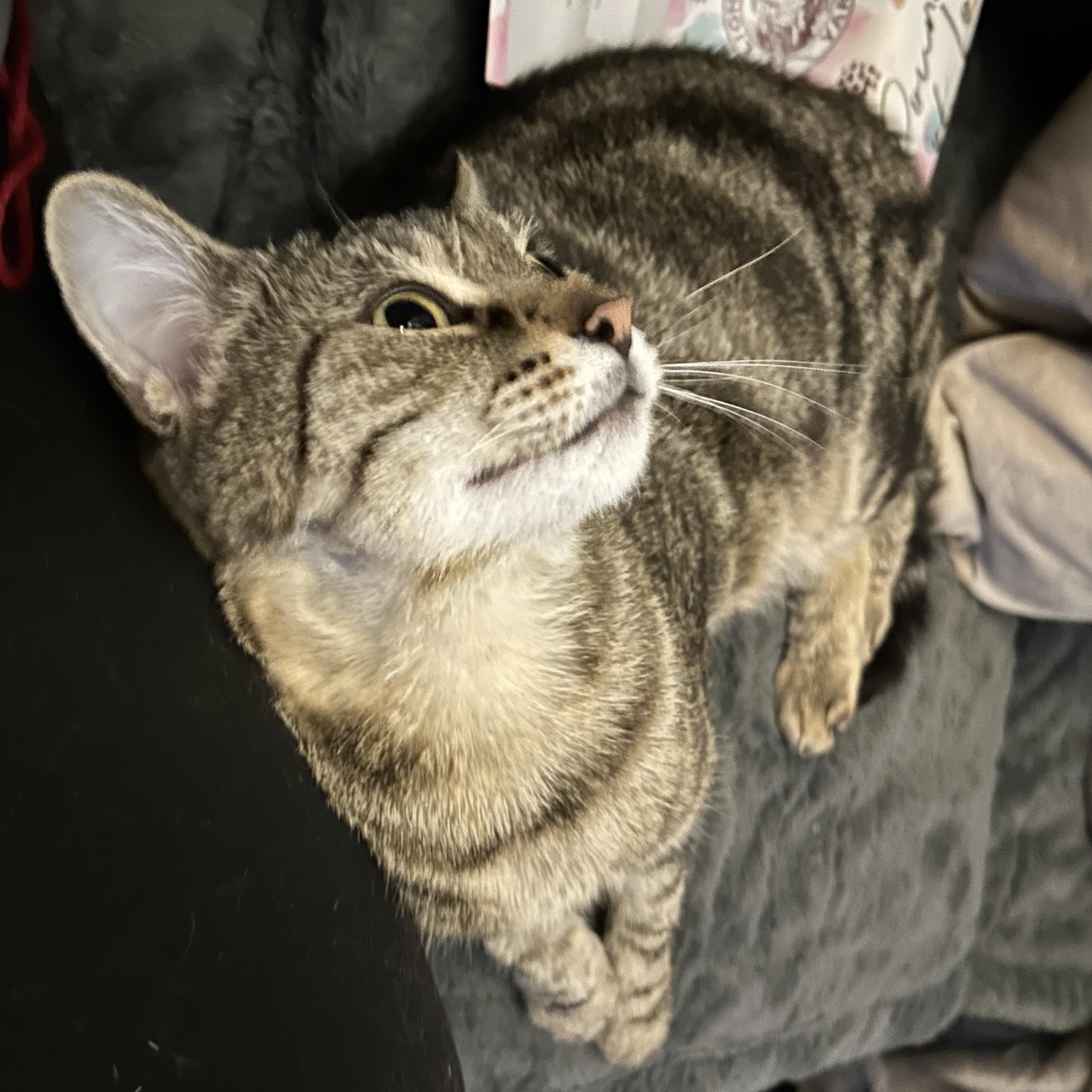 Enlarge Moggie, an adopted Domestic Short Hair in Fair Haven, VT image 3/4