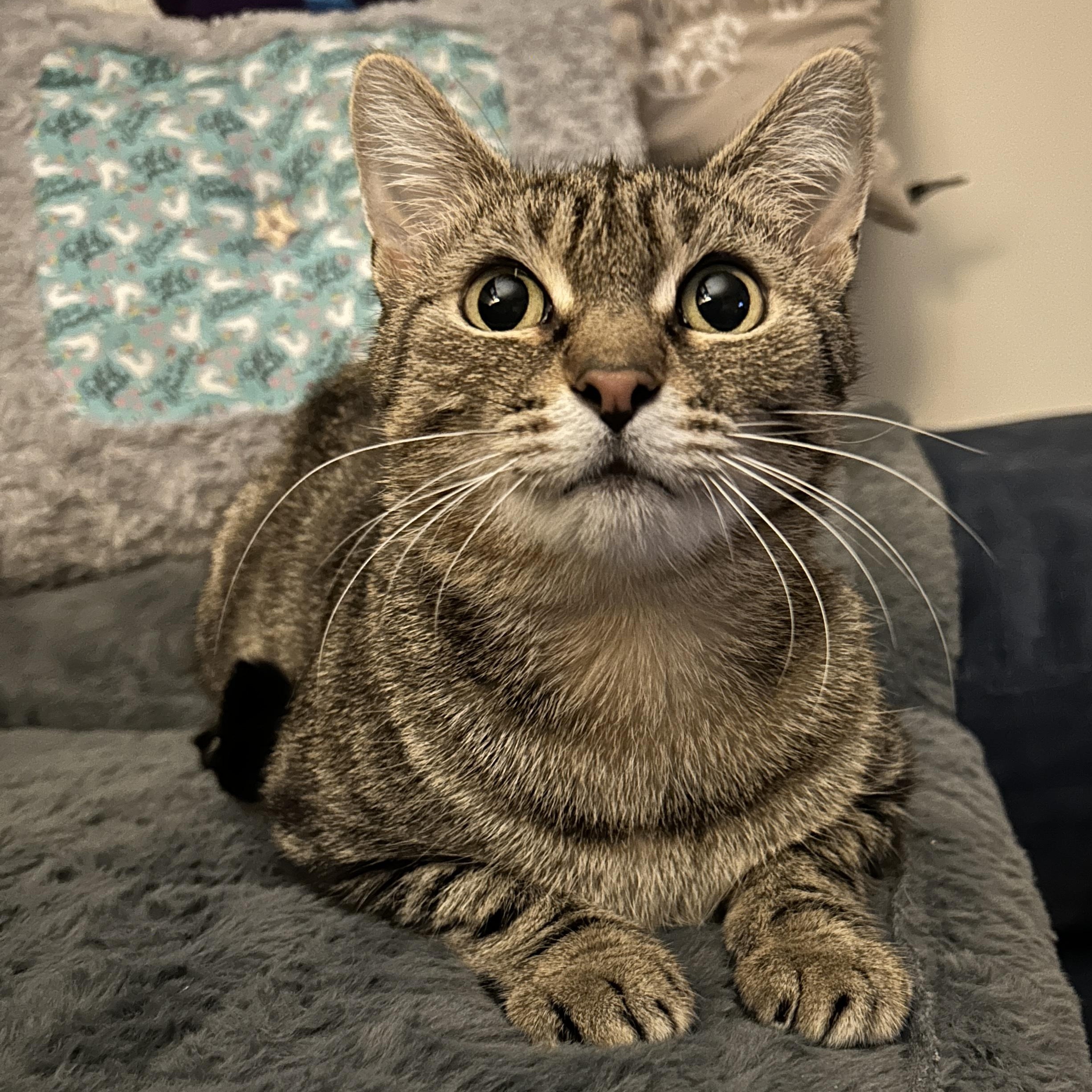 Enlarge Moggie, an adopted Domestic Short Hair in Fair Haven, VT image 1/4