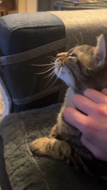 Enlarge Moggie, an adopted Domestic Short Hair in Fair Haven, VT video 2/4