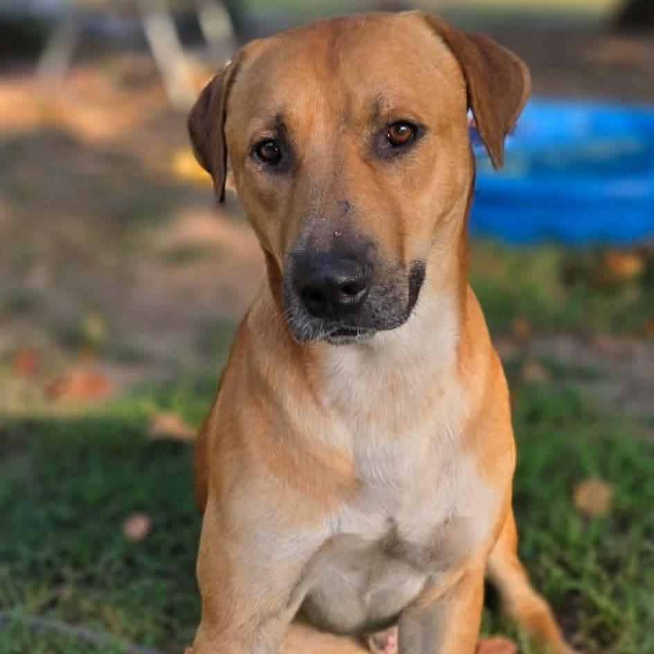 Enlarge Cupcake *, a Adoptable mixed breed in Hackett, AR image 1/1