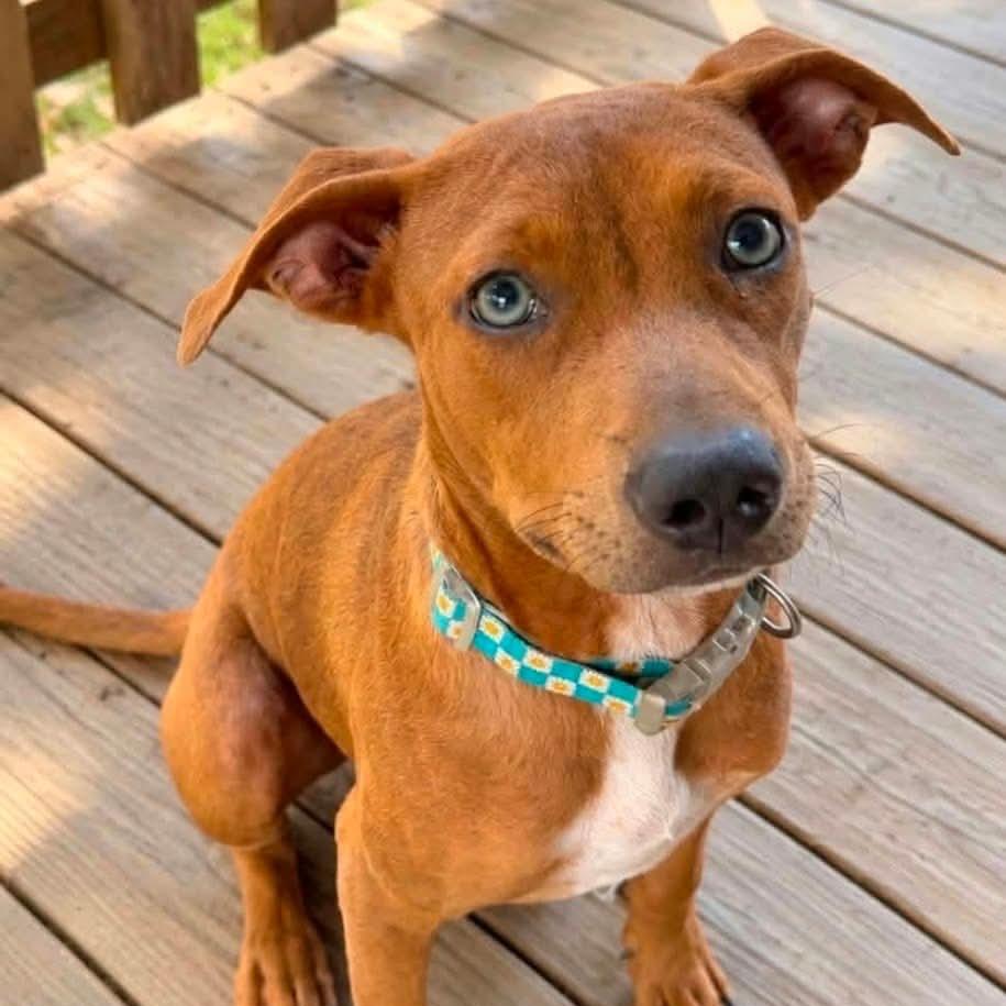 Enlarge Rose Kelly, a Adoptable mixed breed in Wadena, MN image 1/3