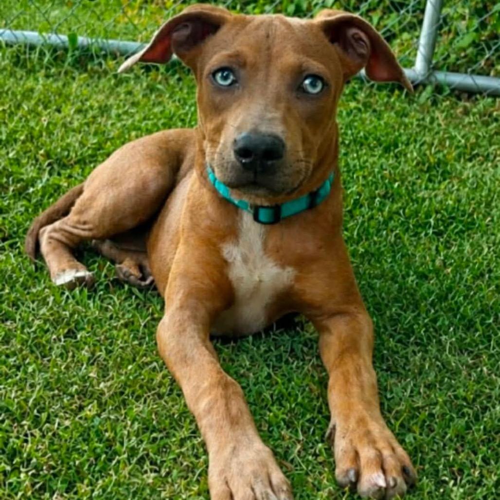 Enlarge Rose Kelly, a Adoptable mixed breed in Wadena, MN image 2/3