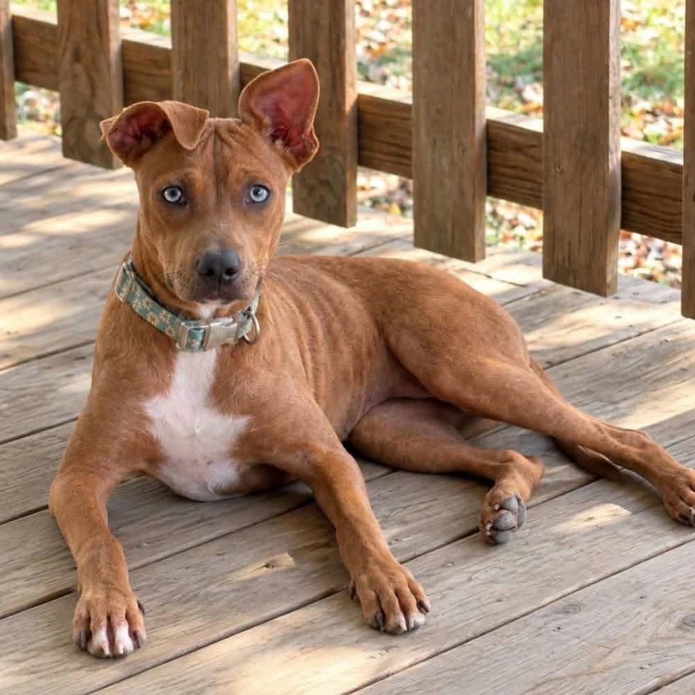 Enlarge Rose Kelly, a Adoptable mixed breed in Wadena, MN image 3/3