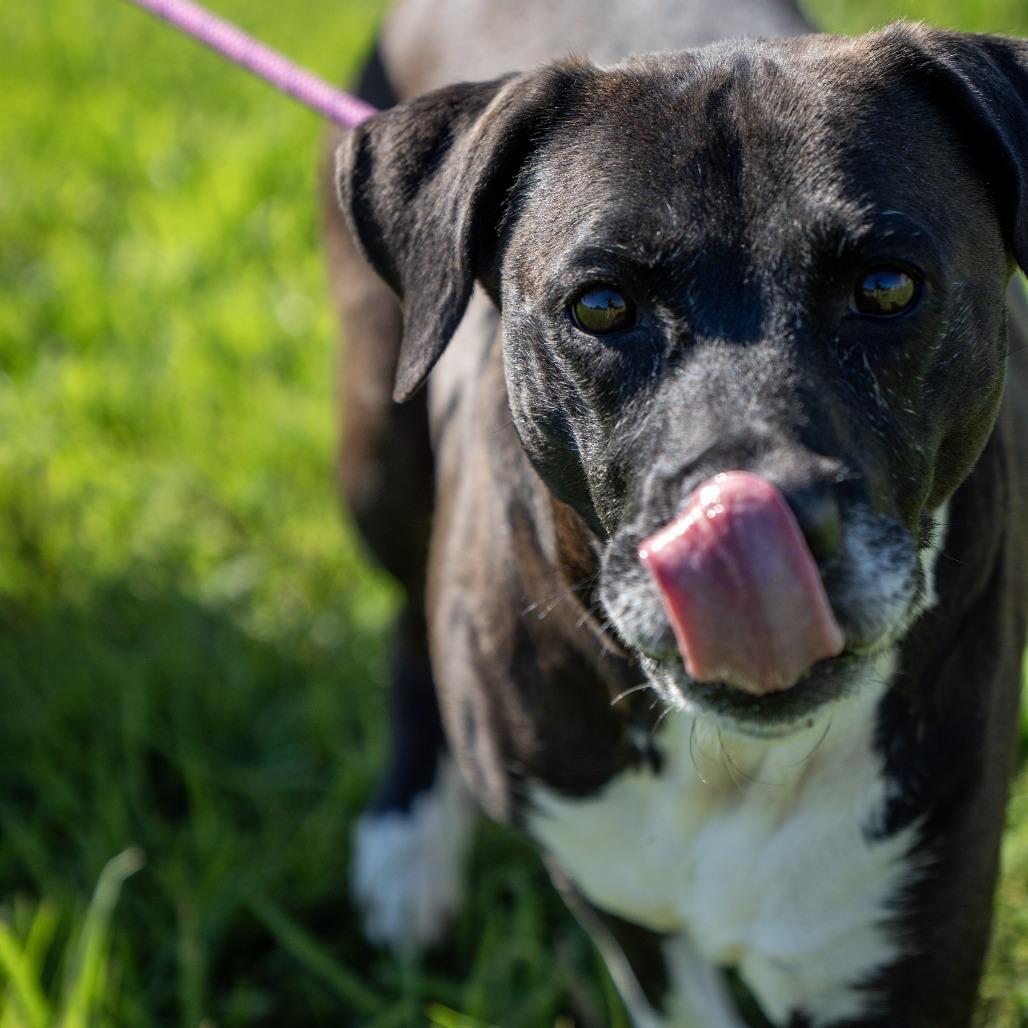 Piper, Adoptable, Senior Female Terrier & Labrador Retriever.