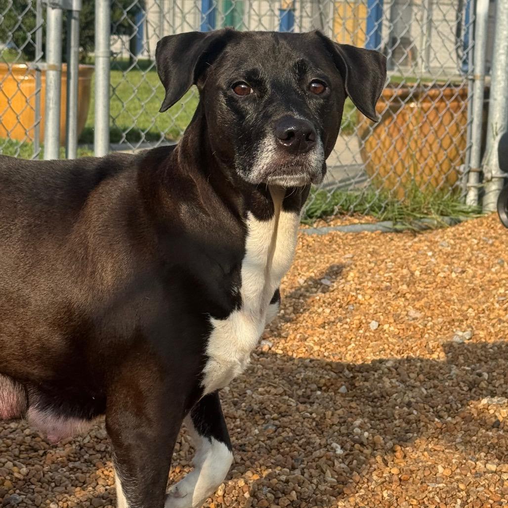 Enlarge Piper, a Adoptable mixed breed in Elizabeth City, NC image 2/5