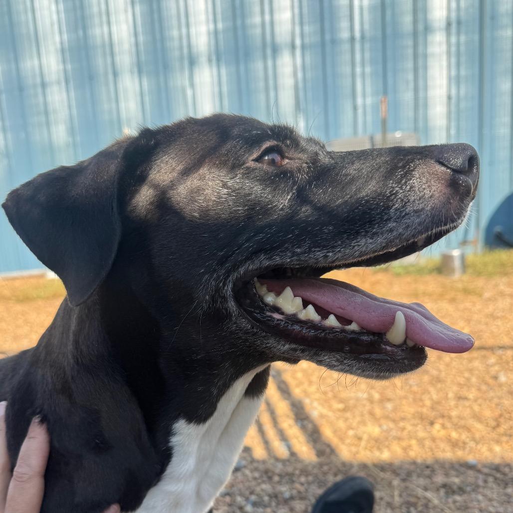 Enlarge Piper, a Adoptable mixed breed in Elizabeth City, NC image 3/5