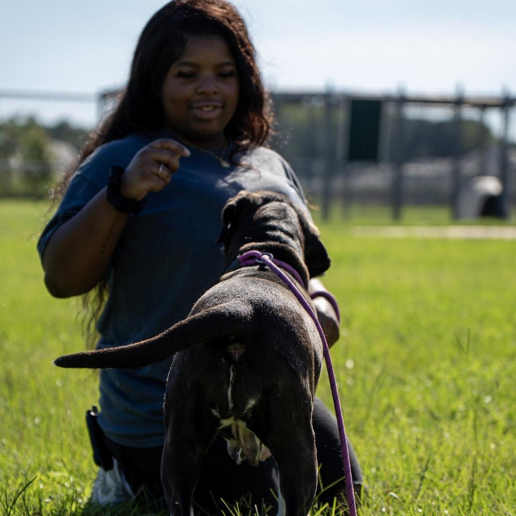 Enlarge Piper, a Adoptable mixed breed in Elizabeth City, NC image 4/5