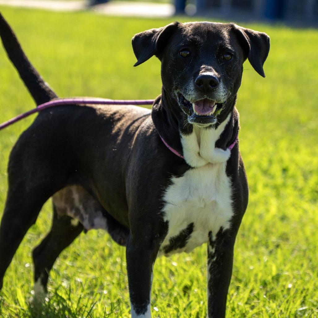 Enlarge Piper, a Adoptable mixed breed in Elizabeth City, NC image 5/5
