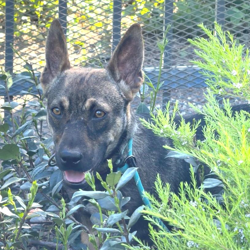 Enlarge Ginger-City of Industry, a Adoptable mixed breed in Chino Hills, CA image 1/6