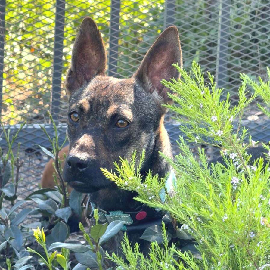 Enlarge Ginger-City of Industry, a Adoptable mixed breed in Chino Hills, CA image 2/6