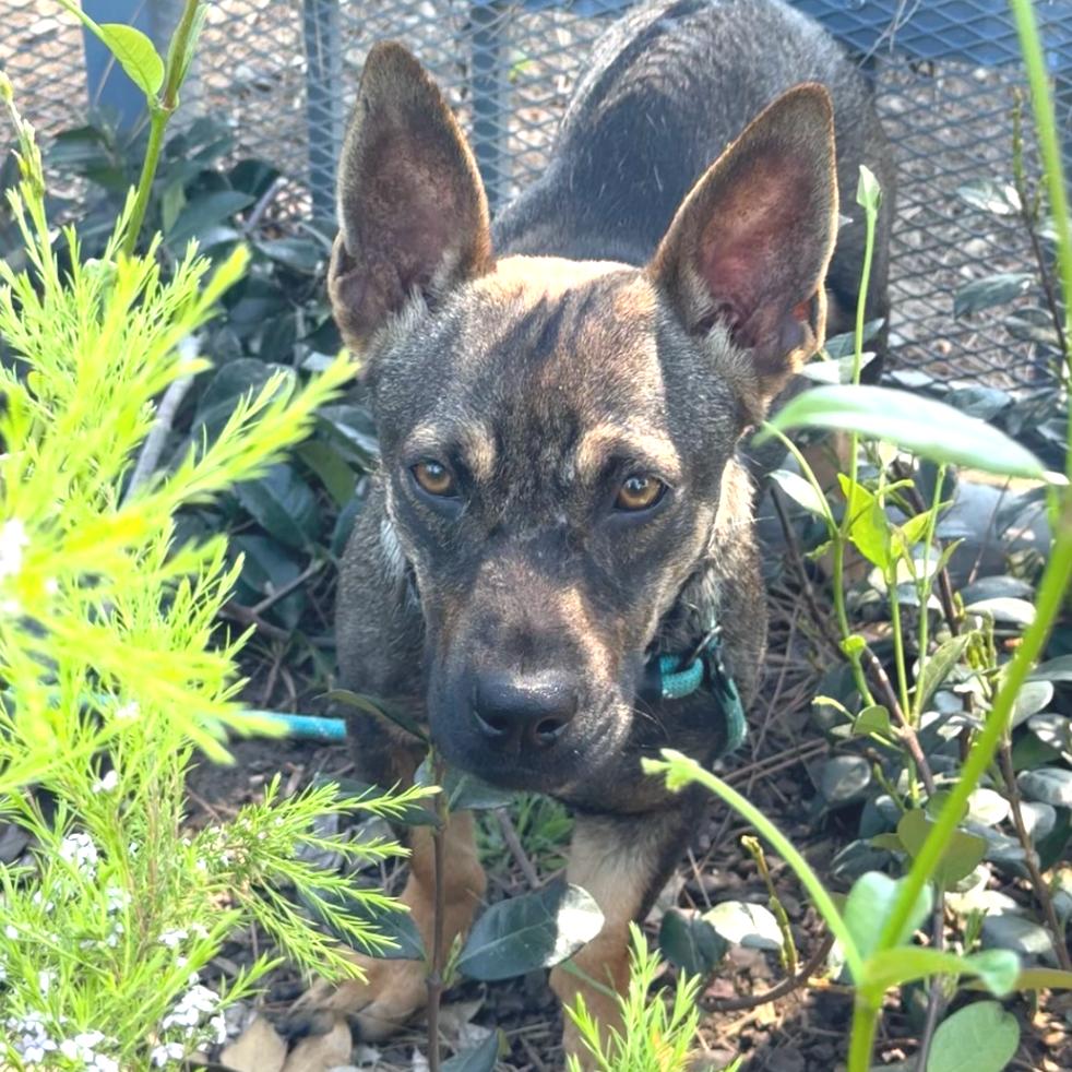 Enlarge Ginger-City of Industry, a Adoptable mixed breed in Chino Hills, CA image 3/6