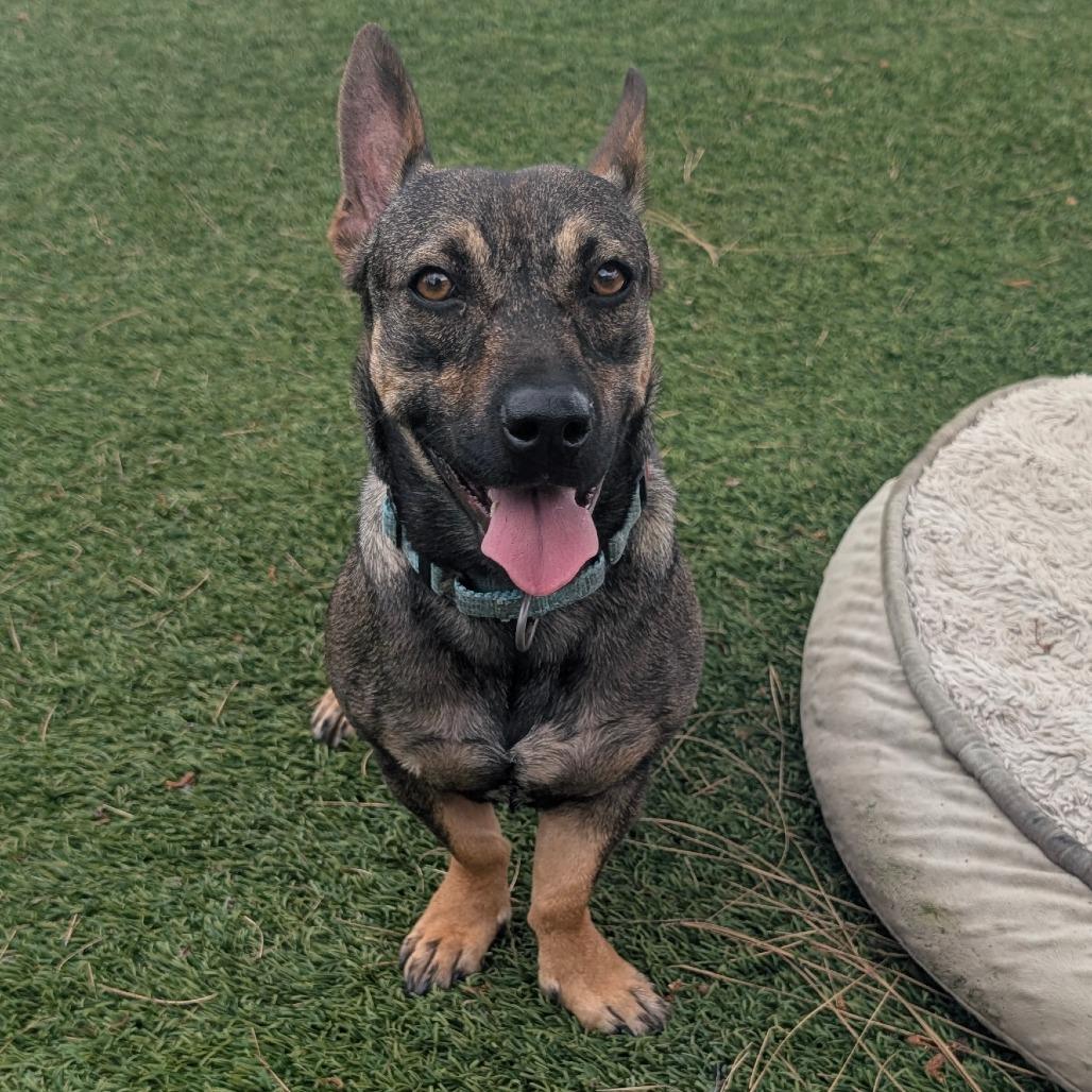Enlarge Ginger - City of Industry Location, a Adoptable mixed breed in Chino Hills, CA image 4/6