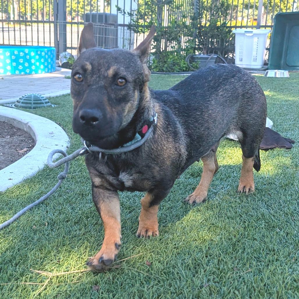 Enlarge Ginger-City of Industry, a Adoptable mixed breed in Chino Hills, CA image 4/6