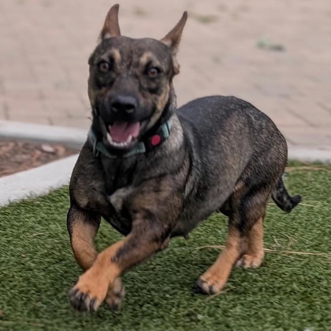 Enlarge Ginger-City of Industry, a Adoptable mixed breed in Chino Hills, CA image 4/6