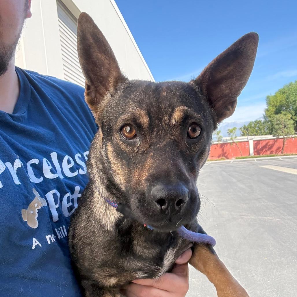 Enlarge Ginger-City of Industry, a Adoptable mixed breed in Chino Hills, CA image 5/6