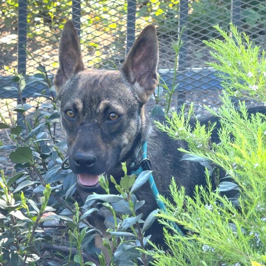 Enlarge Ginger-City of Industry, a Adoptable mixed breed in Chino Hills, CA image 6/6
