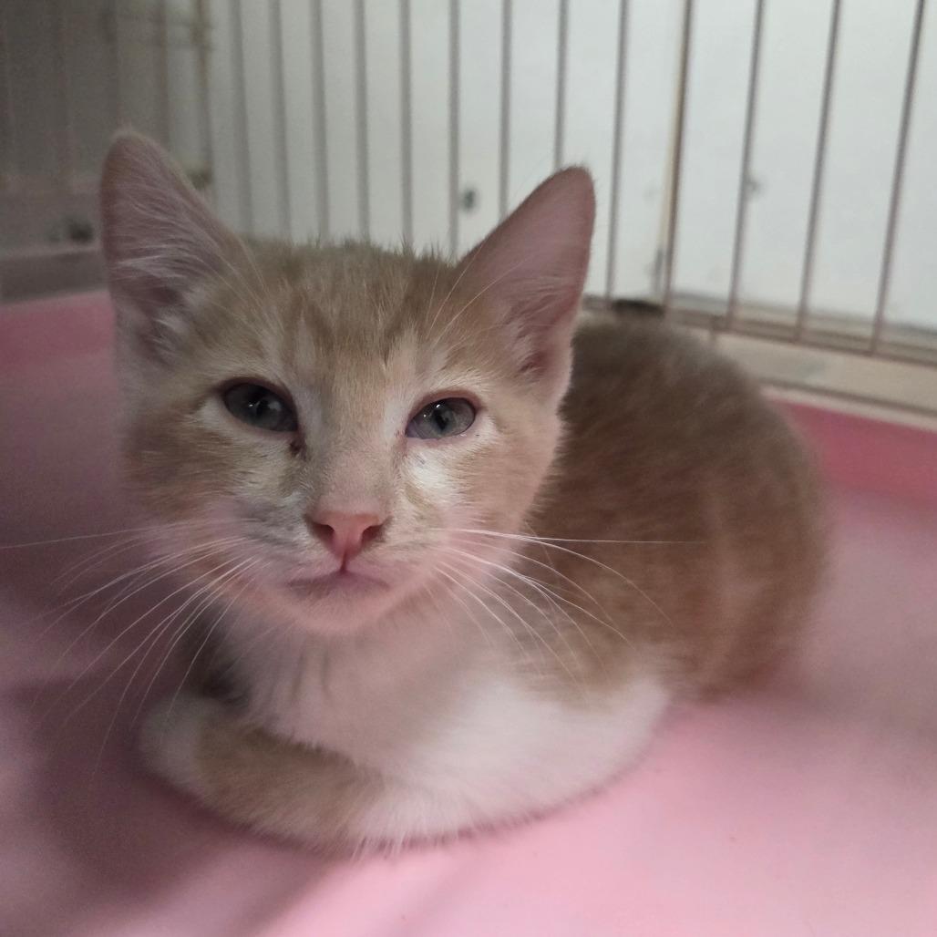 Gravy aka Nancy, Adoptable, Young Female Domestic Short Hair.