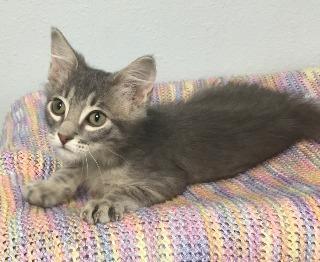 Enlarge grenada, a Adopted Russian Blue in Stillwater, OK image 1/1