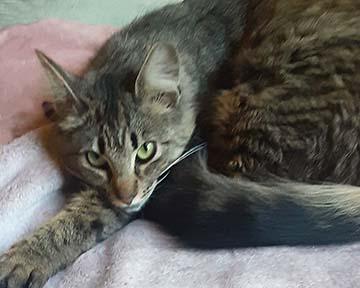 Tessa, Adopted, Young Female Maine Coon.