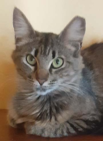 Tessa, Adopted, Young Female Maine Coon.