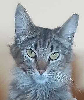 Enlarge Tessa, a Adopted Maine Coon in Tiburon, CA image 3/3