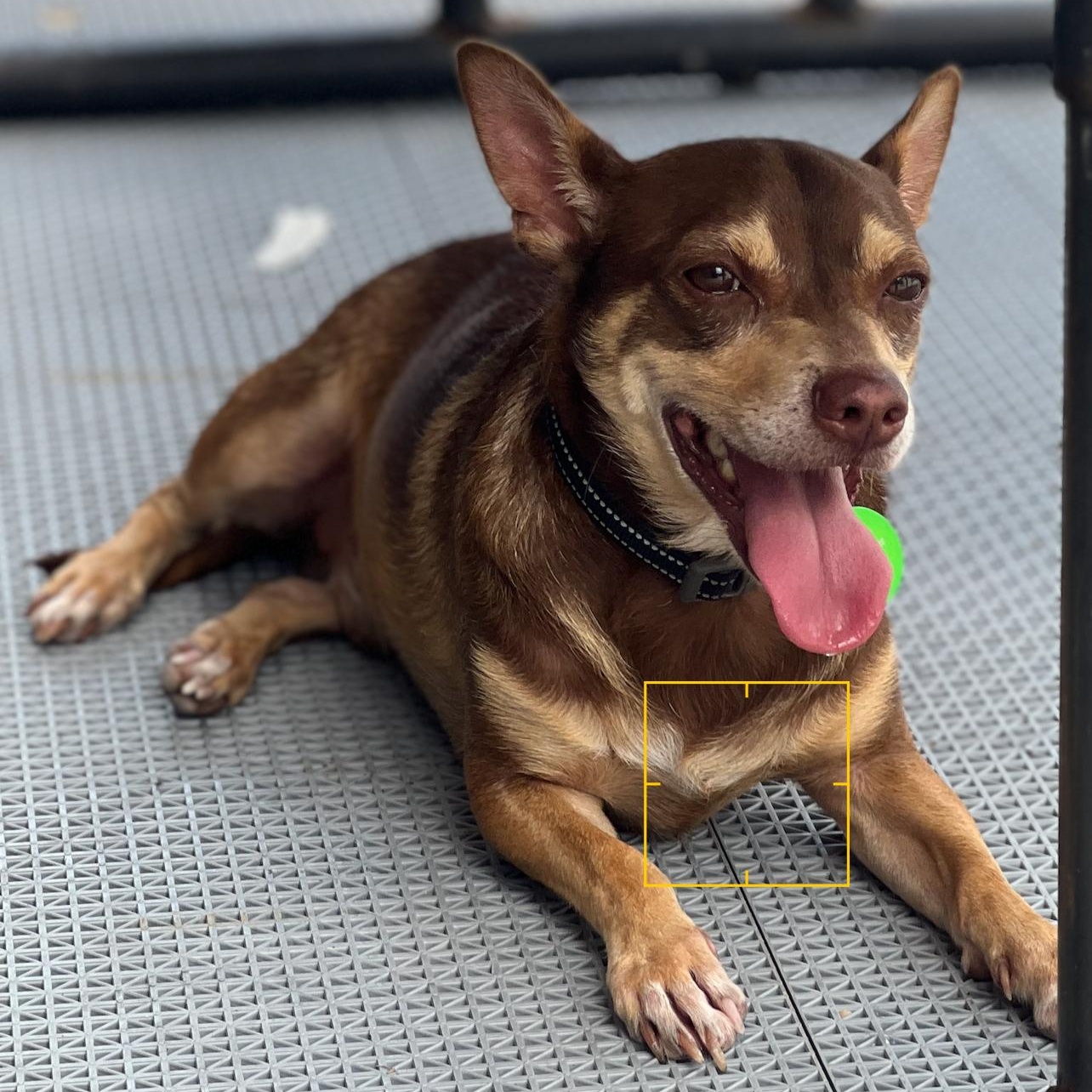 Miso Chiweenie Dog