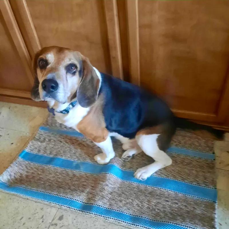 Finbar Baldwin, Adoptable, Adult Male Beagle.